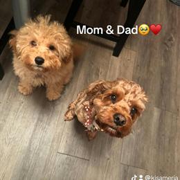 Toy Cockapoo Ready for New Home in 4 Weeks in Hobart, in