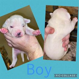 American Pocket Bullies for Adoption in Cartersville, ga