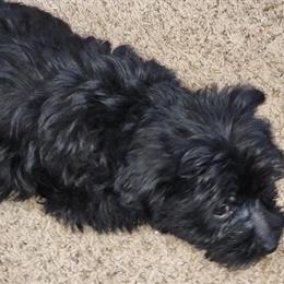 Yorkshire Terrier Mix Male Available for Rehoming in Madison Heights, mi