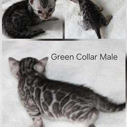 Silver Bengal Kittens Available for Adoption in Howell, mi
