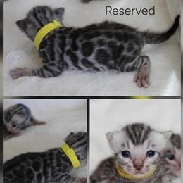 Stunning Silver Bengal Kittens Ready for Adoption in Howell, mi
