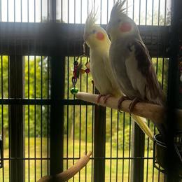 Cockatiels for Adoption with Cages and Supplies in Wheeling, wv