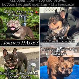 Tri Color French Bulldog Studs Available in Minneapolis, mn