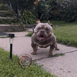 Lilac Tri Micro French Bulldog Stud Available in Minneapolis, mn