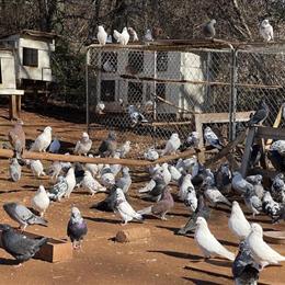 Utility Pigeon for Local Pickup in Valdese, nc
