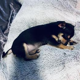 Chihuahua Puppy - 8 Weeks Old, Tri-color in Boston, ma