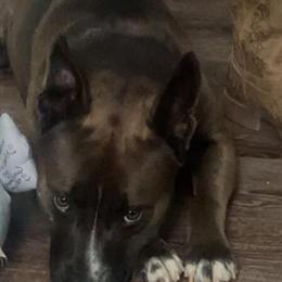 Good boy Chance needs a forever home in Sandusky, oh