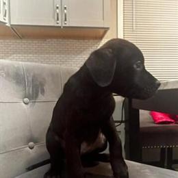 Labrador Retriever for a Good Home in Chicago, il