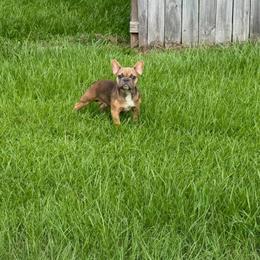 Blue Fawn Male Dog, 11 Months Old in Hammond, la
