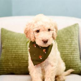 Goldendoodle Puppies Available November 16, 2024 in Dayton, oh