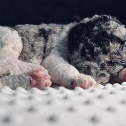 Goldendoodle Puppies - Healthy and Home Raised in Dayton, oh
