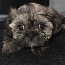 Shorkie Brindle Brown Boy - 12 Weeks Old with Vaccinations in New Port Richey, fl