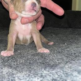 Puppies Looking for Forever Homes in Brooklyn, ny