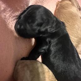 Cavapoo Puppies Available for Loving Homes in Caro, mi