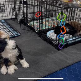 Cavapoo Puppies Ready for Adoption in Caro, mi