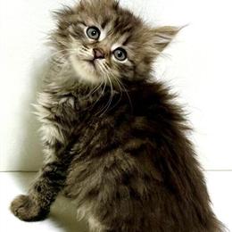 Siberian Kitten Woodie - Purebred, Male, Ready for Christmas! in Martinsville, va