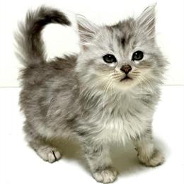 Male Purebred Siberian Kitten for Sale - Gorgeous Silver Christmas Kitten! in Martinsville, va