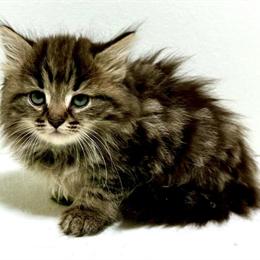 Siberian Kitten Willie - Male, Brown Classic, Special Needs, Health Checked, Ready for Christmas in Martinsville, va