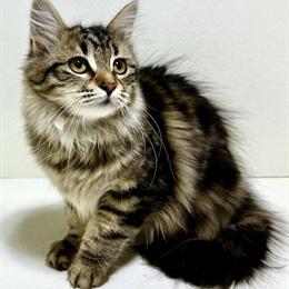 Siberian Kitten Vivian for Sale - Special Price! in Martinsville, va