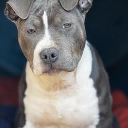 Blue Trindle Female American Bully Puppy for Sale in Plymouth, nc