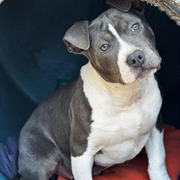 Blue Trindle Female American Bully Puppy Available in Plymouth, nc