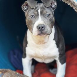 Blue Trindle Female American Bully Puppy Available in Plymouth, nc