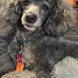 Poodle Stud Service - AKC Registered in Grand Rapids, mi