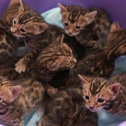 Purebred Bengal Kittens Available in Carlsbad, ca