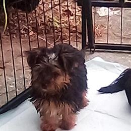 Yorkshire Terriers Available in Punta Gorda, fl
