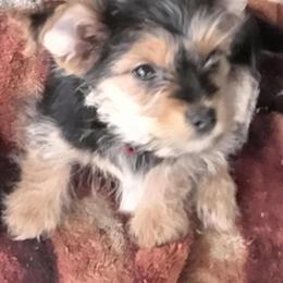 Yorkshire Terrier Puppies Available in Punta Gorda, fl