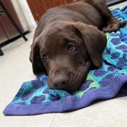 Labrador Puppies Available - 12 Weeks Old in Miami, fl