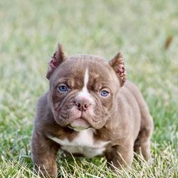 American Bully Female Puppy with ABKC Papers in Chicago, il