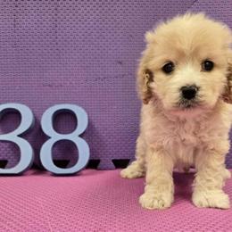 Cockapoo Puppies Available for Adoption in Belleville, mi