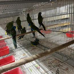 Neophema Parrot - Turquoise Ready to Go in Hialeah, fl