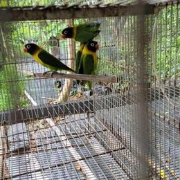Loverbird with Black Mask in Miami, fl