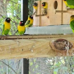 Loverbird with Black Mask for Sale in Miami, fl