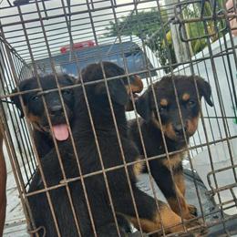 Rottweiler Puppies for Adoption in Miami, fl