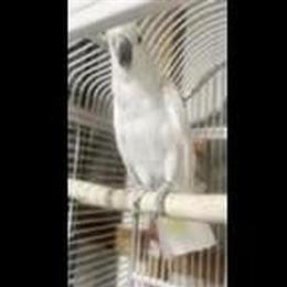Tame Talking Cockatoo Parrot for $2,300 in Waxhaw, nc