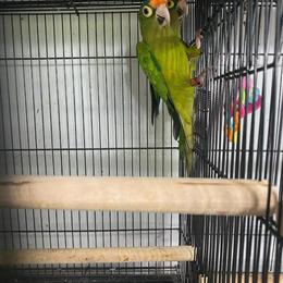 Peach Front Conure for $850 in Charlotte in Waxhaw, nc