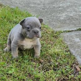 French Bulldog Carrier Available for Stud Services in Simpsonville, sc