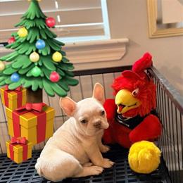 Loving Male Puppy Ready for a New Home Before the Holidays in Simpsonville, sc