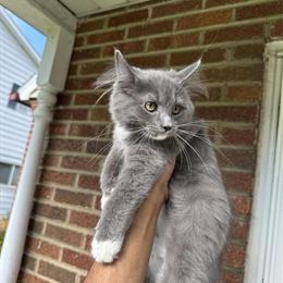 Maine Coon Kittens Available for Adoption in Kalamazoo, mi