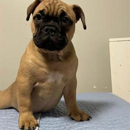 Female Dog for Sale in Chicago, il