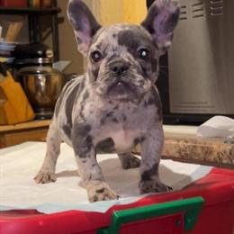 Australian Shepherd Female - Blue Merle in Chicago, il