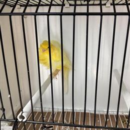 Canaries for Sale - Yellow, White, and Frill Varieties in Algonquin, il