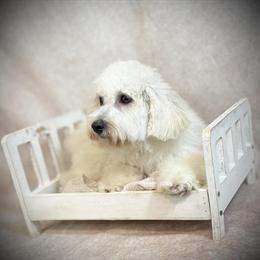 5 Month Old Female Shih Tzu Looking for a Forever Home in Modesto, ca