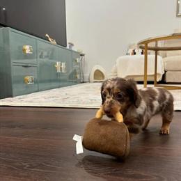 Mini Dachshund Puppy Looking for a Loving Home in Tallahassee, fl