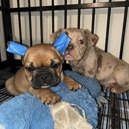 8 Week Old French Bulldog Looking for a Forever Home in Washington, dc