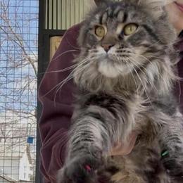 Gorgeous Female Maine Coon Cat in Concord, nc