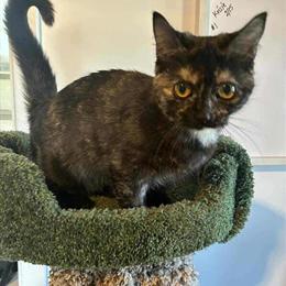 Munchkin Kittens for Sale in Lafayette, la
